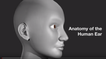 How the Ear Works – AATD Victoria